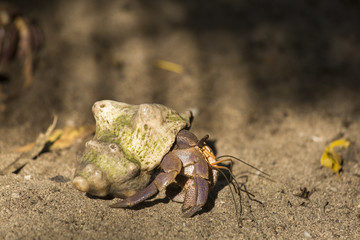 Crab in shell on sands