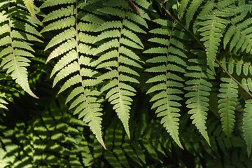 Fototapeta na wymiar silver fern leaves background