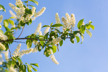 a blooming garden in spring, the cherry tree