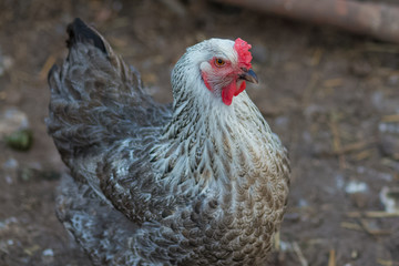 cock grey in the village