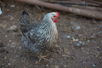 cock grey in the village