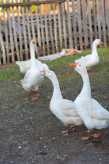 Obraz premium a flock of domestic geese white we walk through the village
