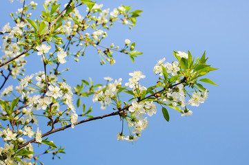 Beautiful cherry blossom,