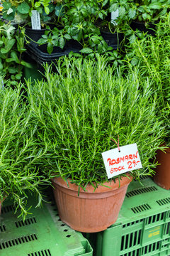 rosemary in the pot