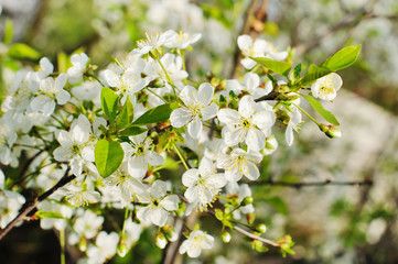 Flowers of the cherry blossoms