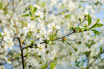 Flowers of the cherry blossoms