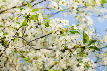 Cherry blossoms. Spring.