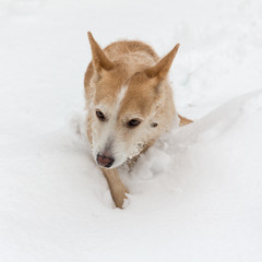 dog runs through snowdrift