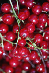 scattering of red currants