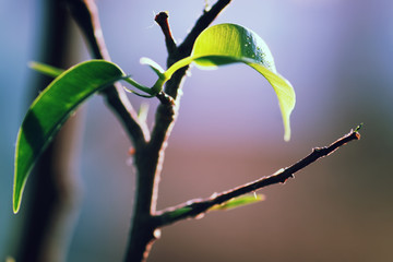 new leaf on a branch