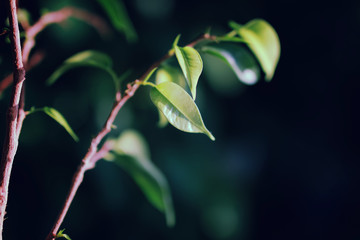 new leaf on a branch