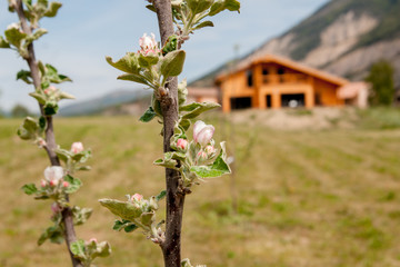 fleurs de pommier sur fond de chalet en bois