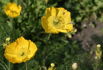 Obraz premium coquelicots