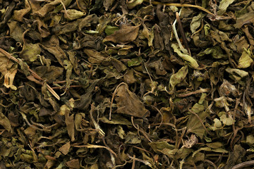 Macro closeup background texture of Organic Lemon basil or Tulsi (Ocimum tenuiflorum).