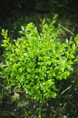 Boxwood bush in the garden. Selective focus.