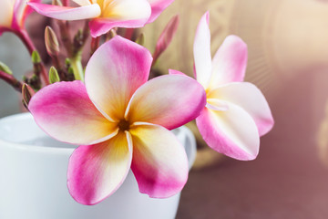 Fototapeta premium Beautiful pink yellow frangipani or plumeria flowers in white cup 