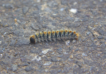 Larva of a pine processionary moth or Thaumetopoea pityocampa