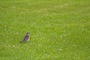 The bird sits on the grass