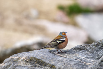 Bird sit on a stone