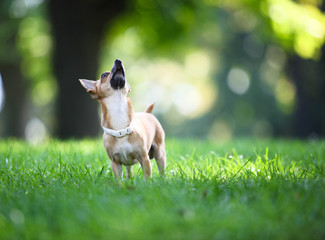 Dog in the park