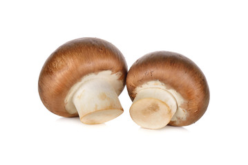 uncooked Swiss Champignon brown mushroom on white background