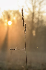 Spider web on a grass, illuminated by sun