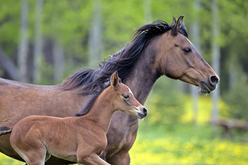 Obraz na płótnie Canvas Bay mare and Foal running together at pasture