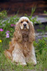 Cocker Spaniel sitting by flowers