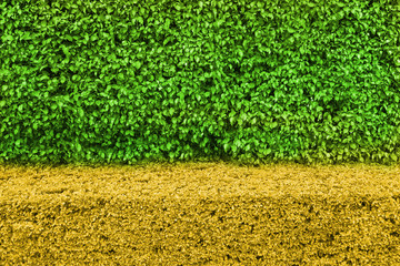 Two tone Natural green leaf wall and Texture background..