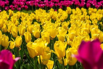 Yellow and pink tulip field