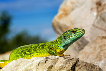 Naklejka premium Green lizard - Lacerta viridis