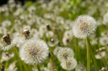 flower dandelion in park