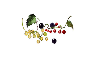 Watercolor currant branch with red, white and black berries. Hand drawn vector illustration.