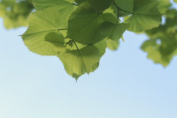 Young fresh green leaves of Linden tree against the sky