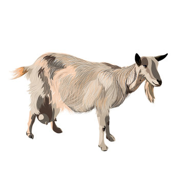 vector color goat on white background