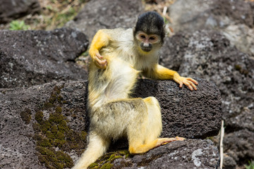 Squirrel Monkey
