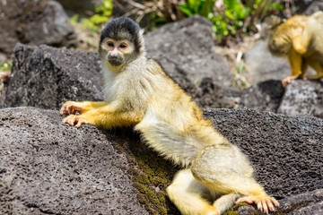 Squirrel Monkey
