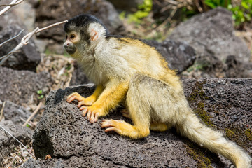 Squirrel Monkey
