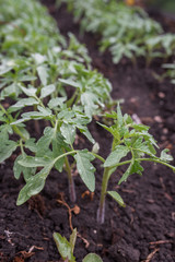 tomato, vegetables, sprouts, agriculture