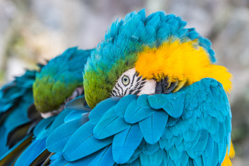 Fototapeta premium Parrots