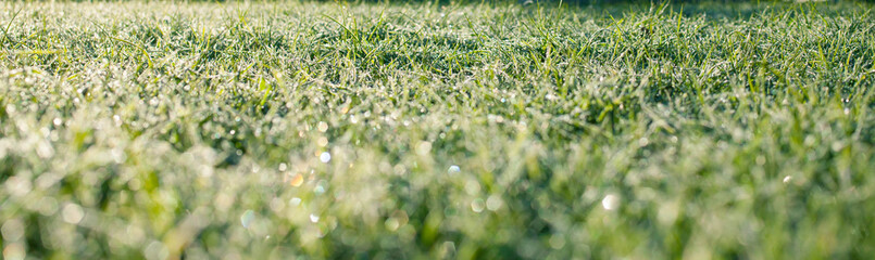 hoarfrost on a green grass of a lawn