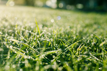 hoarfrost on a green grass of a lawn
