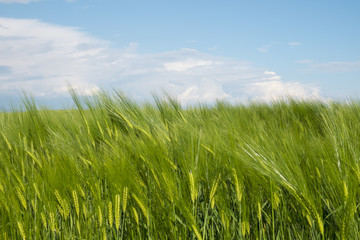 campo di grano a primavera