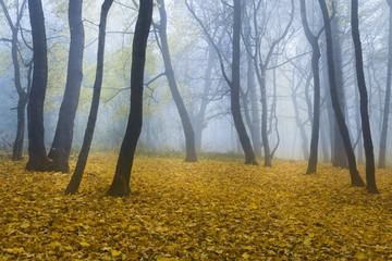 Creepy mist in the forest