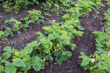 agriculture, strawberries, flowers, bush, garden,