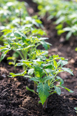 tomato, vegetables, sprouts, agriculture