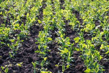 agriculture, peas, green, vegetable, young