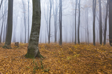 Autumn leaves in misty forest