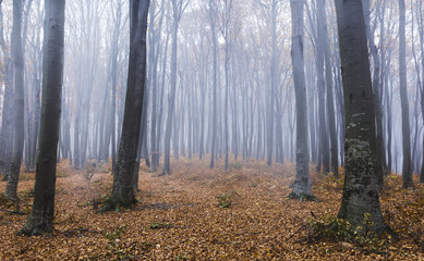 Dark trees in foggy forest