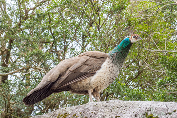 Peacock